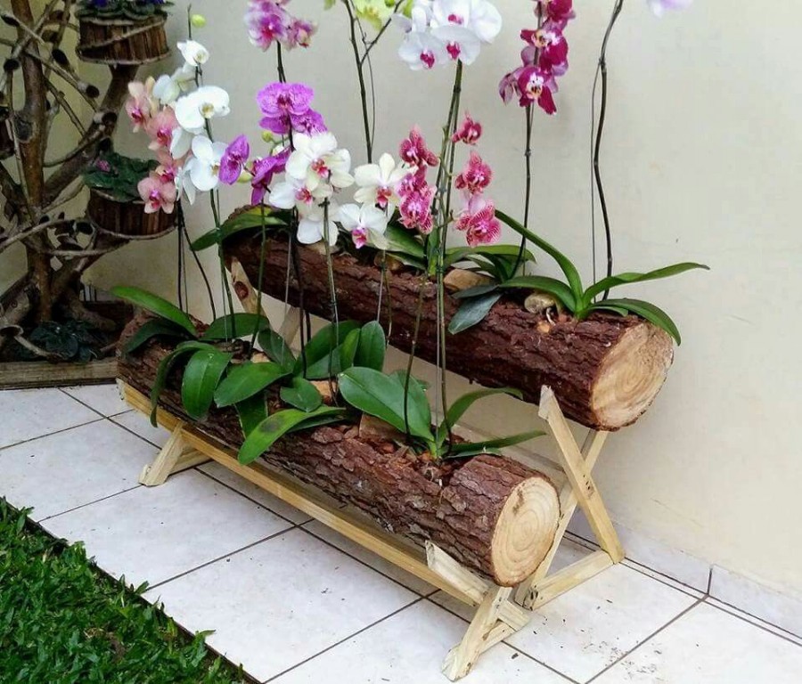 como plantar orquideas em casa