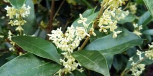 como plantar osmanthus