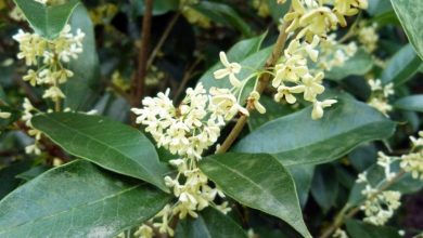 como plantar osmanthus