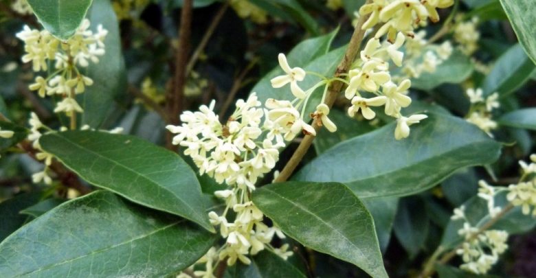 como plantar osmanthus