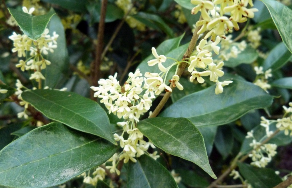 como plantar osmanthus