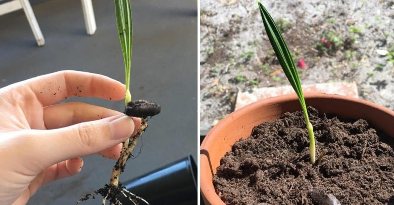 como plantar palmeira areca bambu