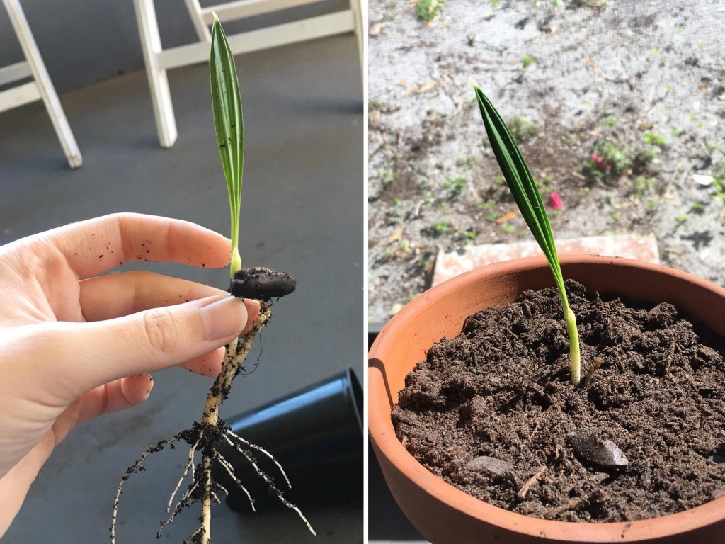 como plantar palmeira areca bambu