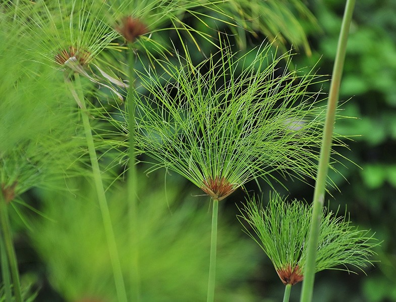 como plantar papiro