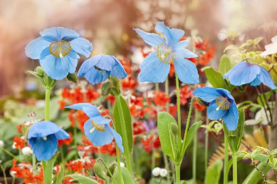 como plantar papoula azul