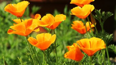 como plantar papoula da california