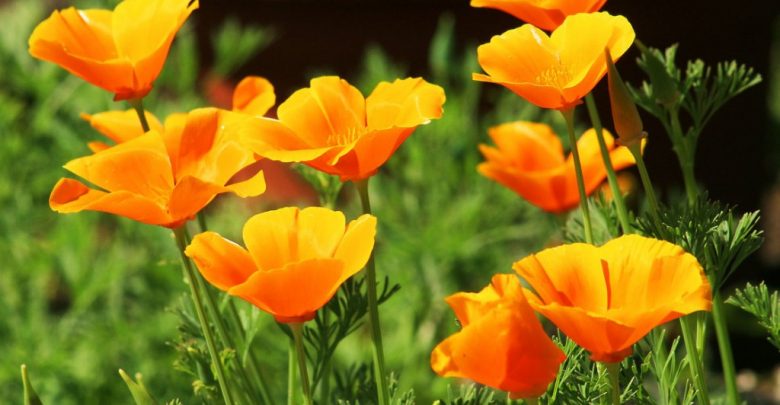 como plantar papoula da california