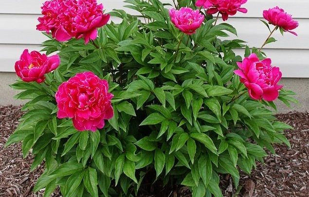 como plantar peonia