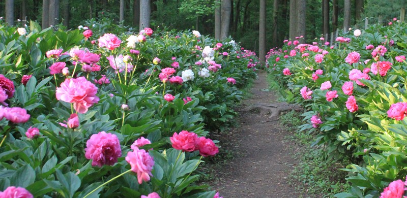 como plantar peonia no jardim