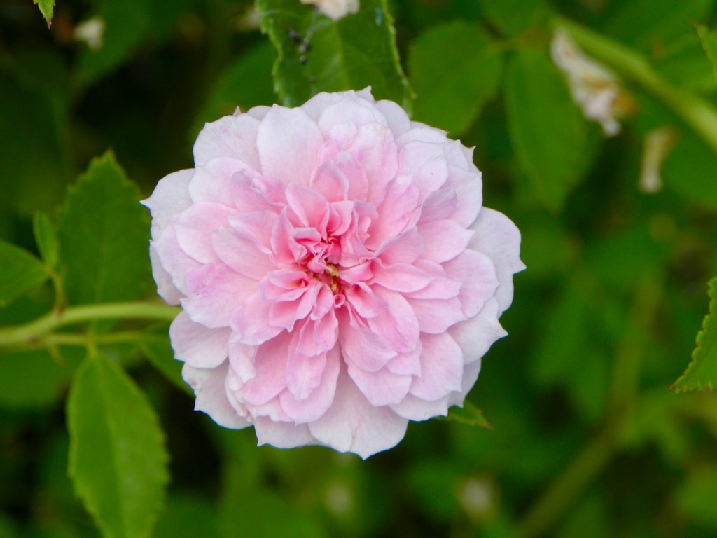 como plantar peonias chinesa