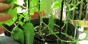 como plantar pepino em casa