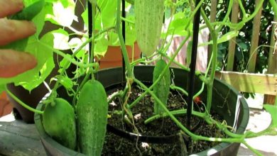 como plantar pepino em casa