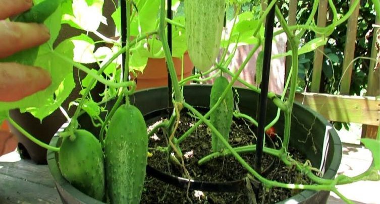 como plantar pepino em casa