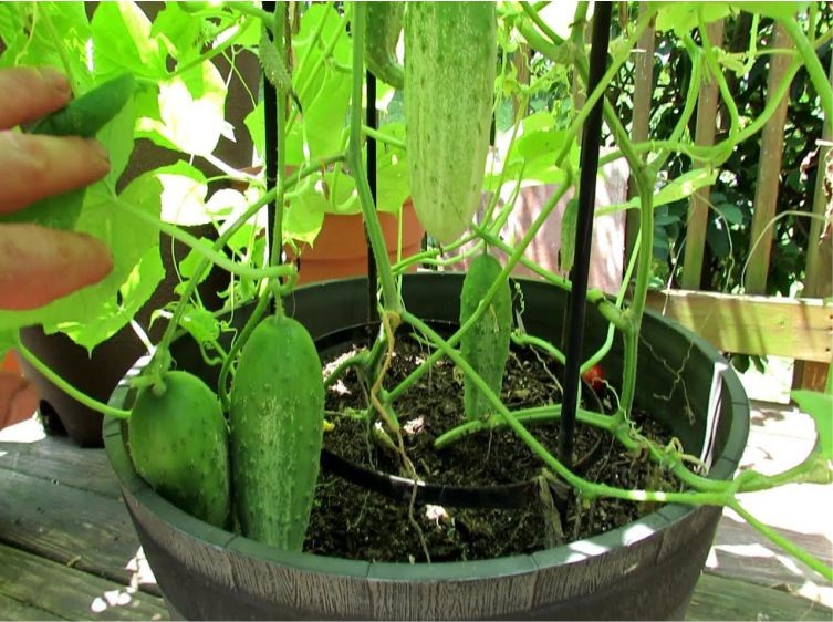 como plantar pepino em casa