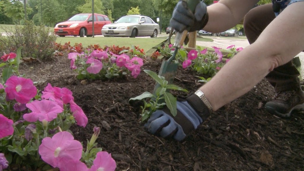 como plantar petunias