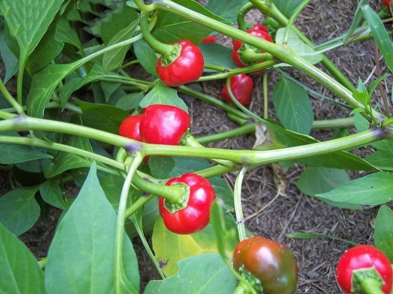como plantar pimenta calabresa