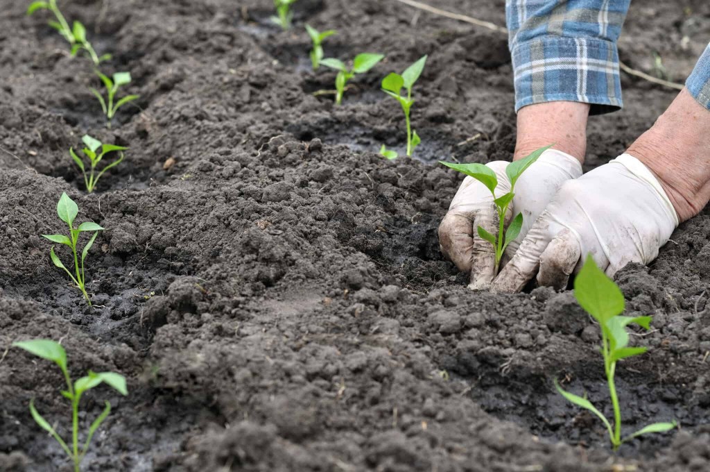 como plantar pimenta de cheiro em casa