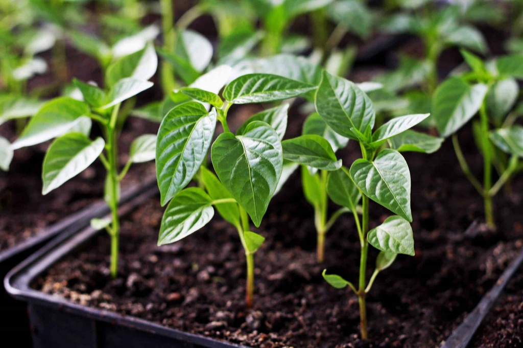 como plantar pimenta de cheiro em casa