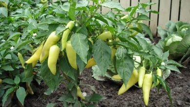 como plantar pimenta de cheiro em casa