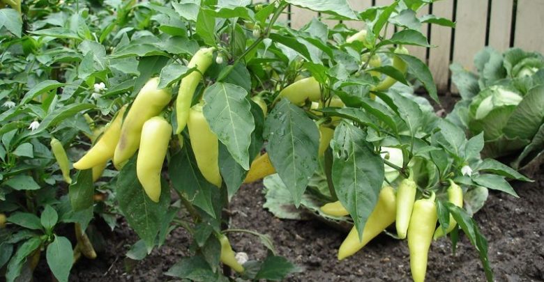 como plantar pimenta de cheiro em casa