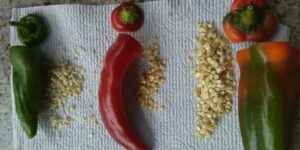 como plantar pimentao