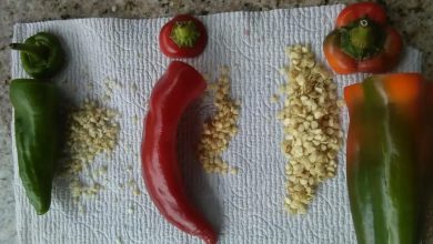 como plantar pimentao