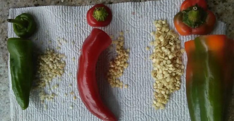 como plantar pimentao