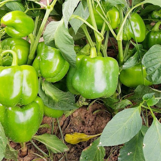 como plantar pimentao em casa