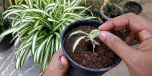 como plantar planta aranha