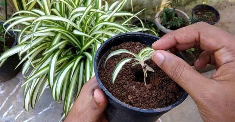 como plantar planta aranha