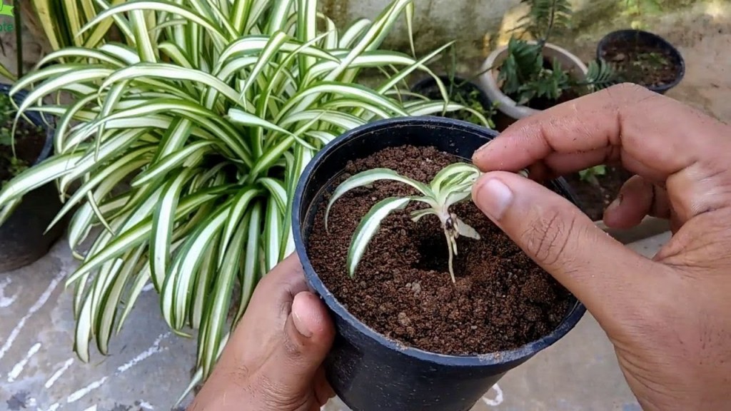 como plantar planta aranha