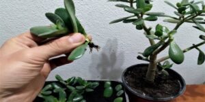 como plantar plantas de jade