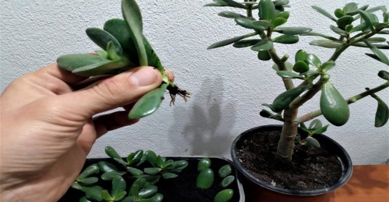 como plantar plantas de jade