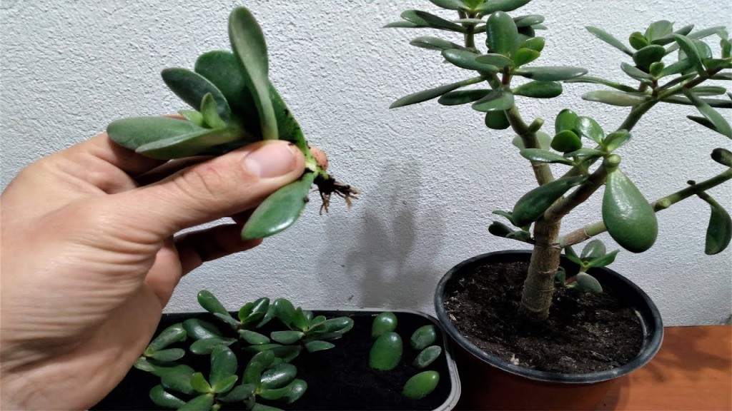 como plantar plantas de jade