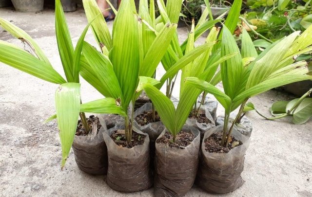 como plantar pupunha