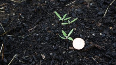 como plantar quinoa