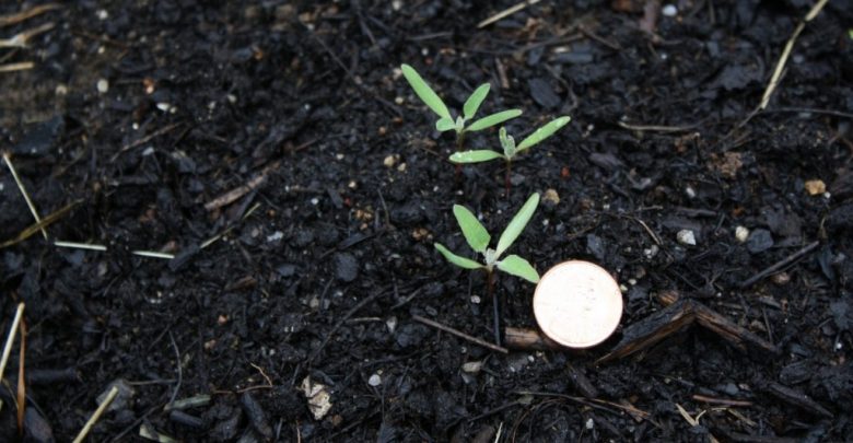 como plantar quinoa