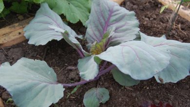 como plantar repolho roxo em casa
