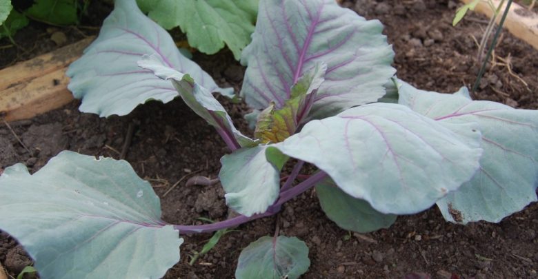 como plantar repolho roxo em casa