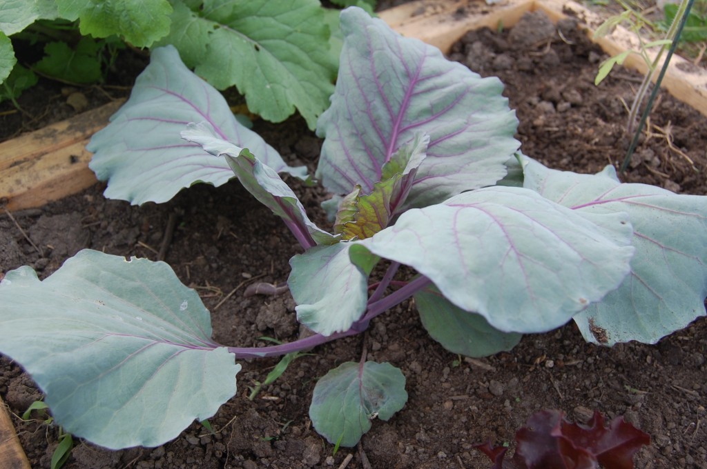 como plantar repolho roxo em casa