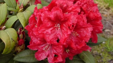 como plantar rododendro