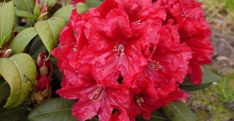 como plantar rododendro