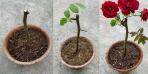 como plantar rosa