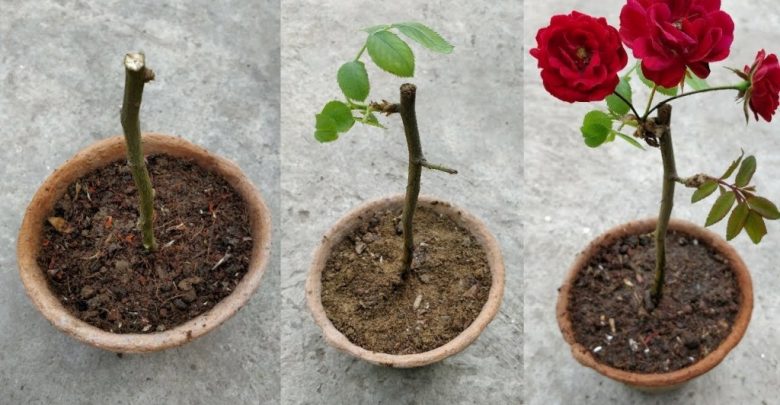 como plantar rosa