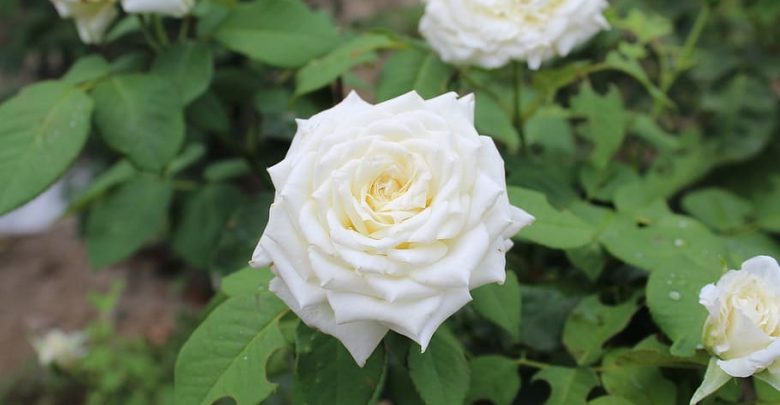 como plantar rosa branca