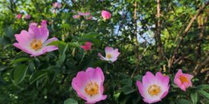 como plantar rosa canina