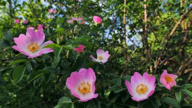 como plantar rosa canina
