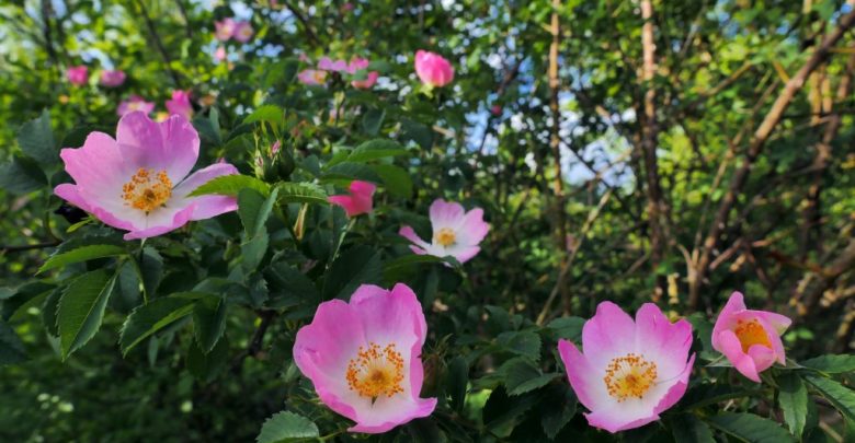 como plantar rosa canina