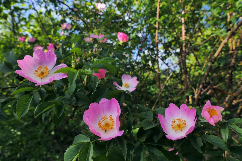 como plantar rosa canina