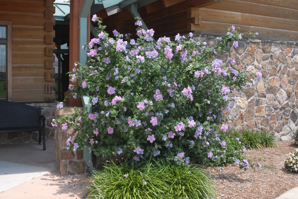 como plantar rosa de sharon